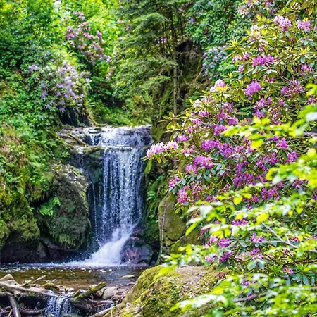Hochkopf - Premium - Schwarzwald * Bühl